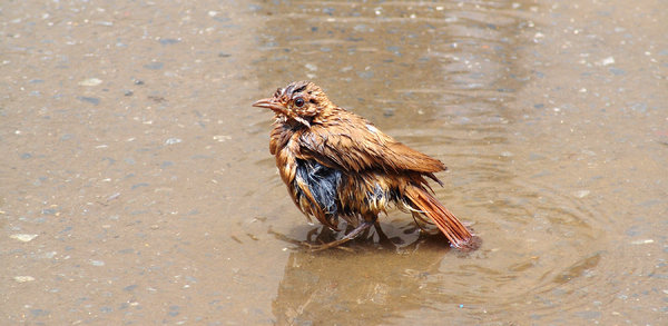 > Bird taking bath 1
