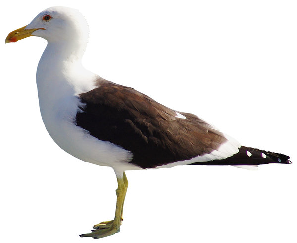 > Seagull