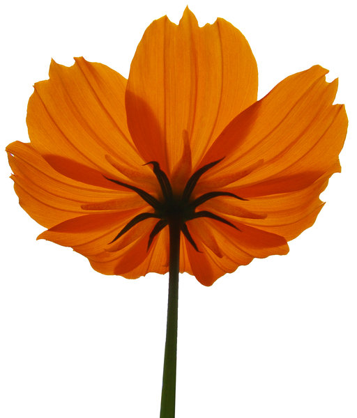 > Orange Flower 2