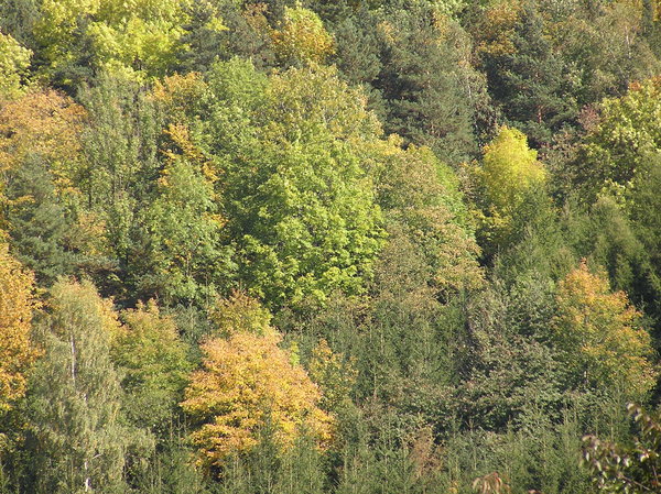 Kudowa forests
