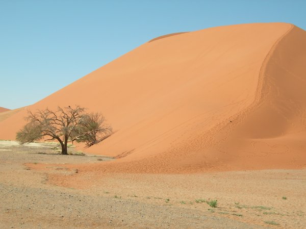 namib desert 4: Dune 45 in Namib desert is the worlds highest sand dune