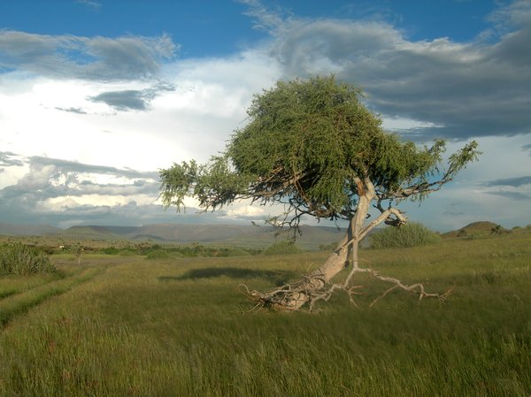tree 1: photo taken in Namibia