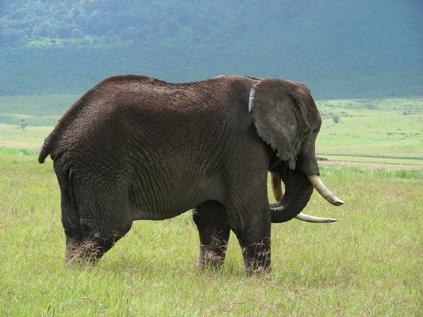 elephant 2: photo taken in Tanzania