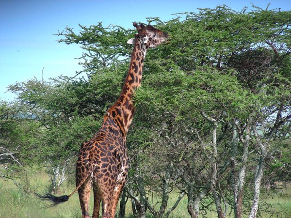 giraffe 1