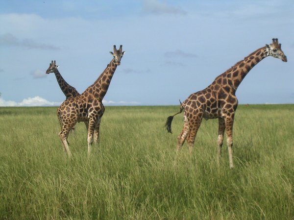 happy giraffes 2: photo taken in Uganda