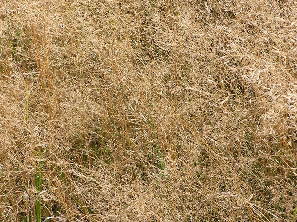 Dry grass texture: Dry meadow in the autumn.

Please let me know if you use it! I just want to know where it was used... That's all!
