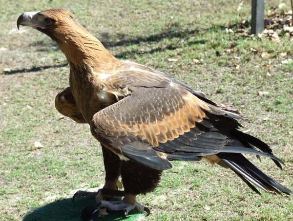 Australian wedge-tailed eagle