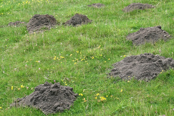 Molehills: Molehills in a meadow in Surrey, England.