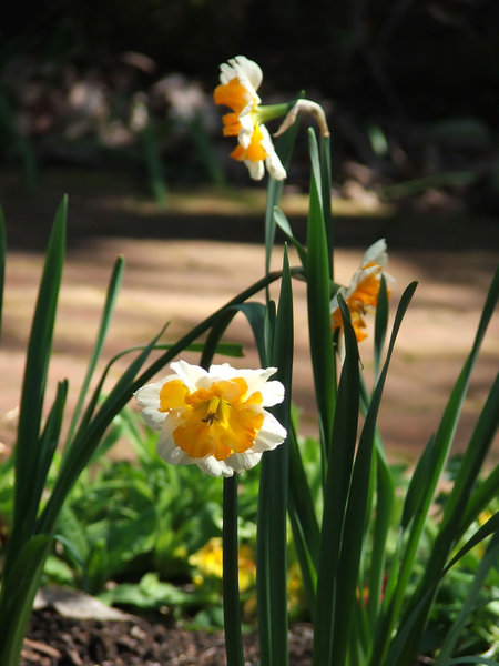 Double daffodils