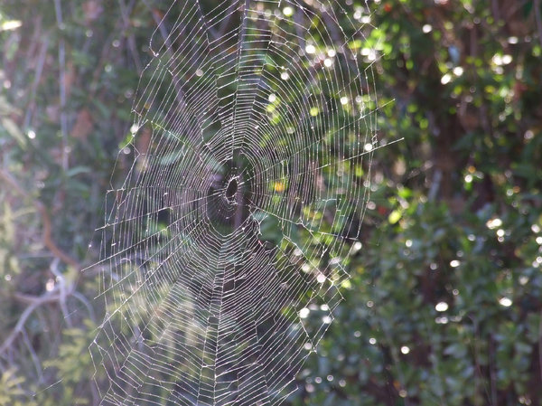 what webs we weave