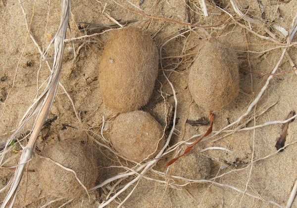 furry beach eggs