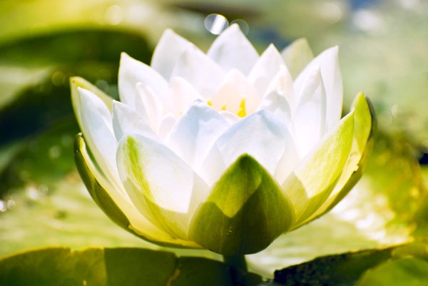 White water lily: waterlily in sunshine