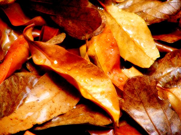 Autumn or Fall Leaves in Rain