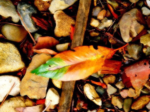 Life and Death: Dying leaf symbolises the passing of the seasons.