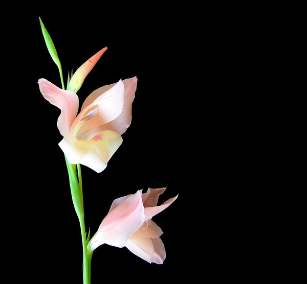 Gladiolus 2: A beautiful pink gladiolus on a black background.