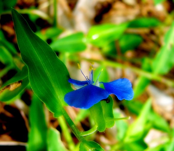 Blue Weed Flower 2