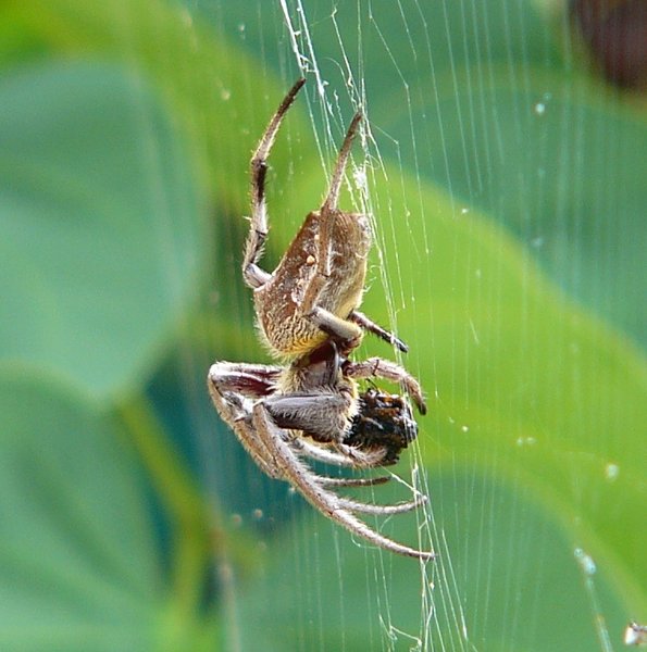 Large Garden Spider