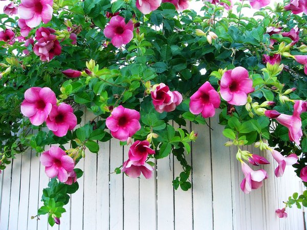 Allamanda - Spring Blooms: Purple allamanda flowers draped over a white fence. You may prefer:  http://www.rgbstock.com/photo/2dyVgMF/Yellow+Flower  or:  http://www.rgbstock.com/photo/2dyVjRb/Romance