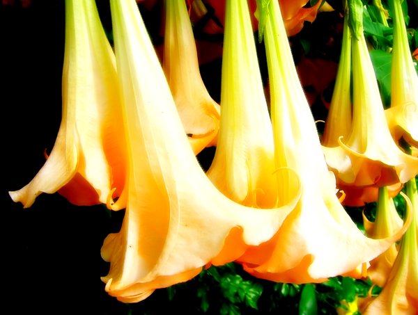 Brugmansia Flowers