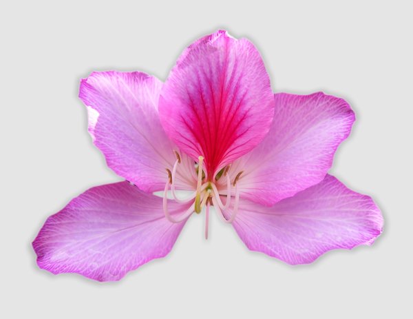 Pink Bauhinia - Tree Orchid