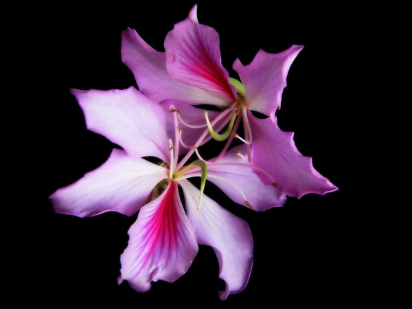 Bauhinias - Tree Orchideen: 