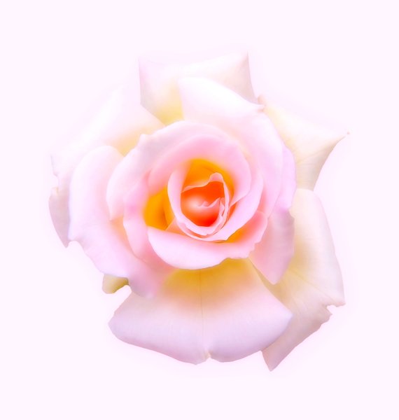 Rose: A colourful, soft pink and yellow rose. You may prefer:  http://www.rgbstock.com/photo/oRSY38K/Pink+Rose+4  or:  http://www.rgbstock.com/photo/nYgxdg4/Antique+Rose+2
