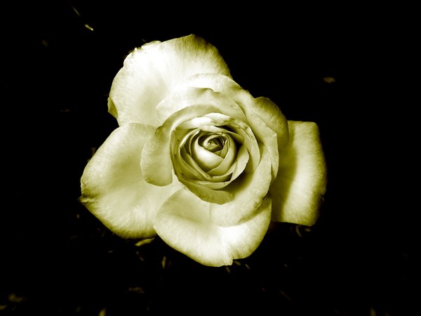 Antique Rose: 