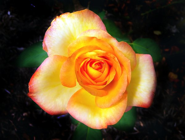 Double Delight Rose - Yellow