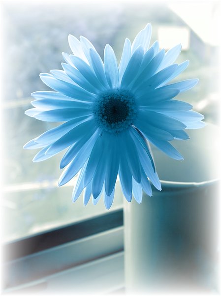 Blue Flower: Duotone image of a flower in a vase.