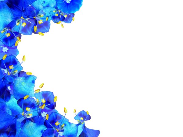 Floral Border 40: A border of blue and yellow flowers on a white background with lots of copyspace. No redistribution of my images is allowed without permission. Not for sharing or sale on any other site.