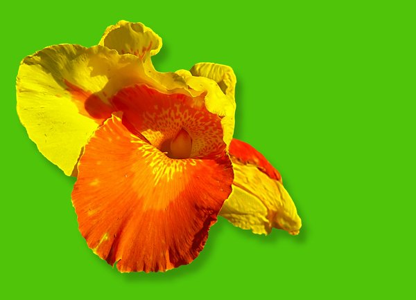 Canna - Colours of Summer 2