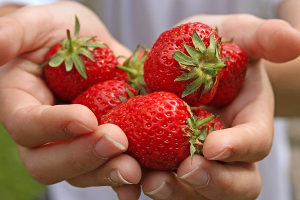 Strawberry Hands: Hands holding ripe picked strawberries