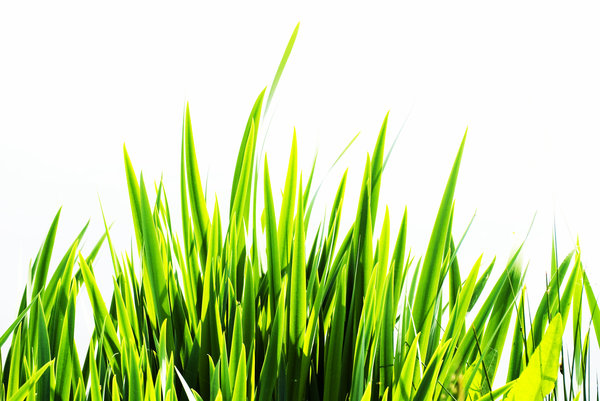 Grass abstract: grass foreground against white background