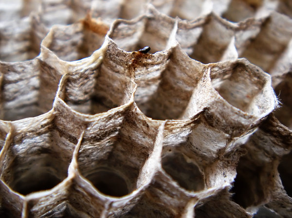 Wasp nest 3