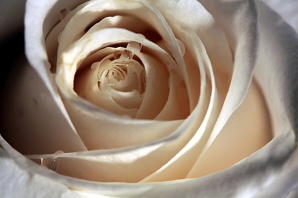 White rose 2: White rose