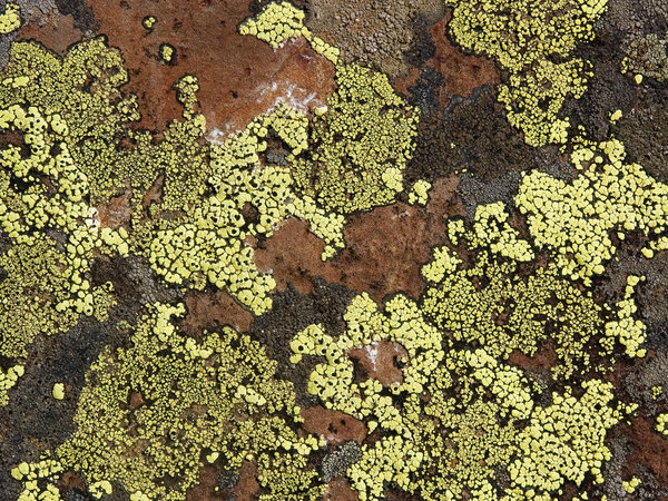 Lichens in Colorado