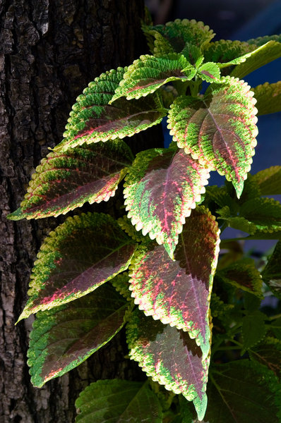 Coleus leaves 1