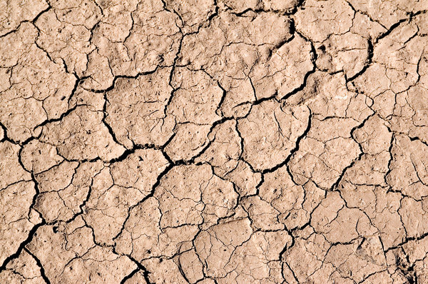 Really Dry Mud: Mud, dried and cracked in the desert sun.Photos on RGBStock are NOT copyright free.
