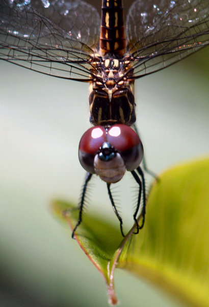 Detailed Dragonfly
