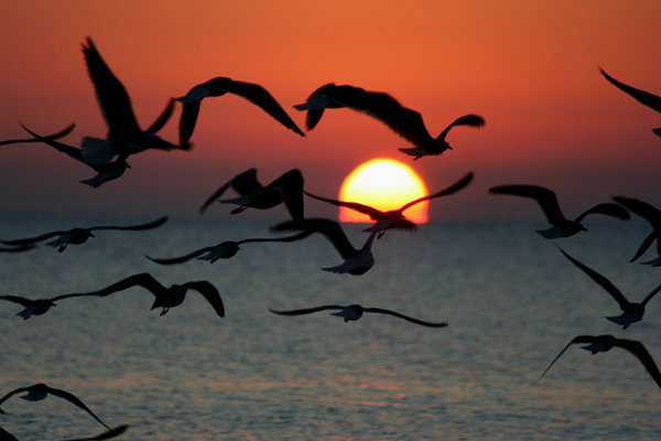 Sunrise with Gulls