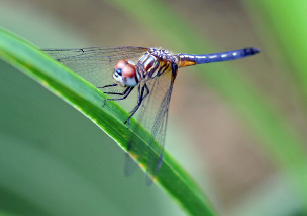 A Great Dragonfly