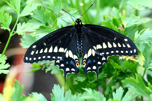 Black Butterfly Beauty
