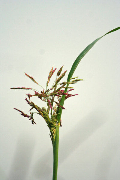 Grass on Bayou