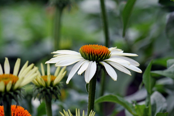 White Beauty