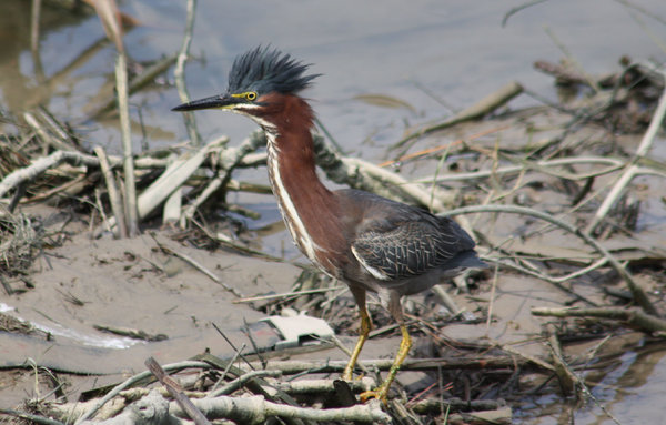 Green Heron