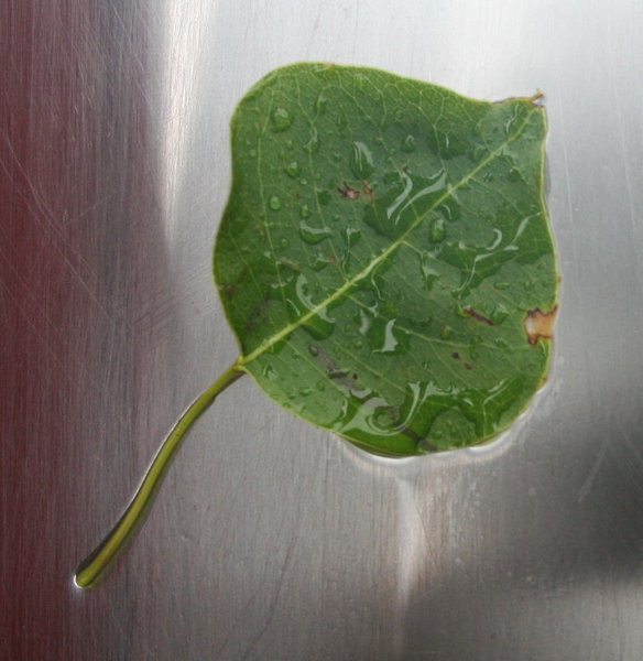 Leaf with rain drops