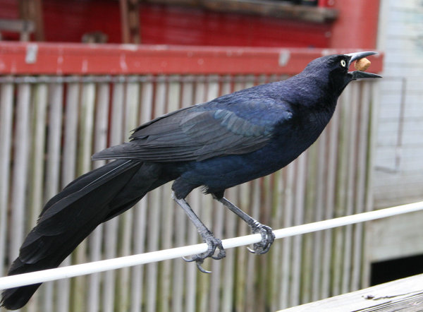 Blackbird Thief