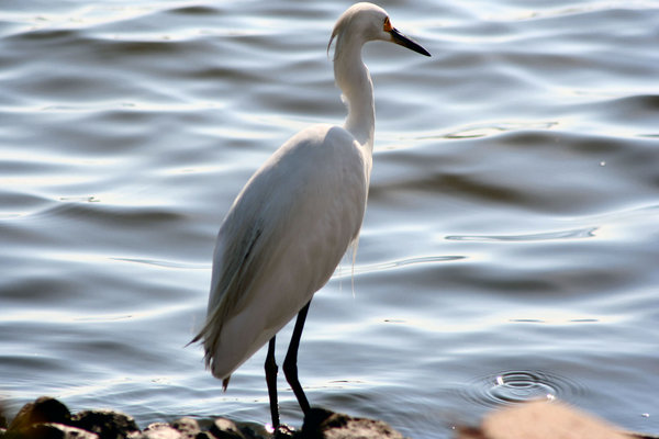 White egret 2