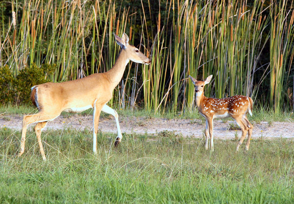 Proud Mother & Baby: Out for a Sunday ride I captured this picture within a mile of my house.