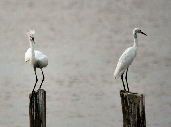 Bad Hair Day Snowy Egret